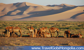 camels are near to the Khongor Sand Dune