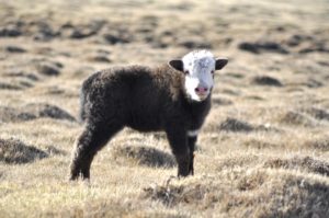 a baby yak in spring in Mongolia