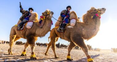 Camel ride in Mongolia winter