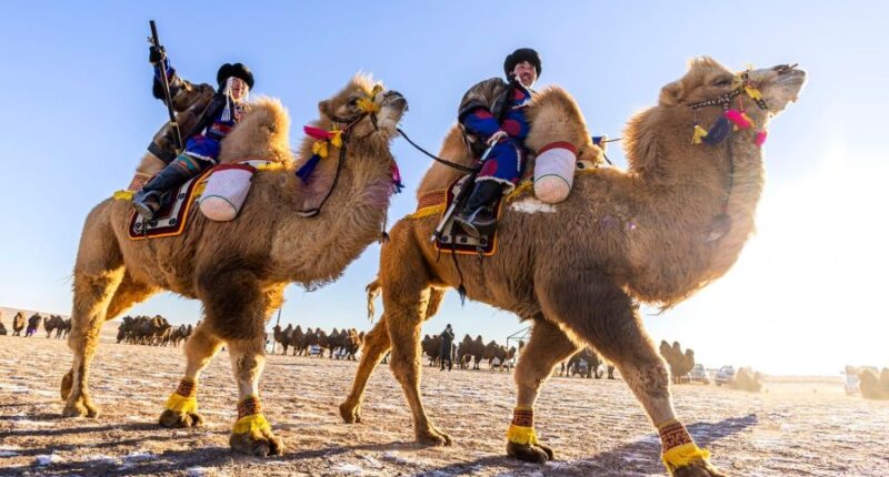 Camel ride in Mongolia winter