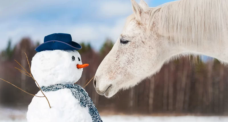 Mongolia winter horse ride