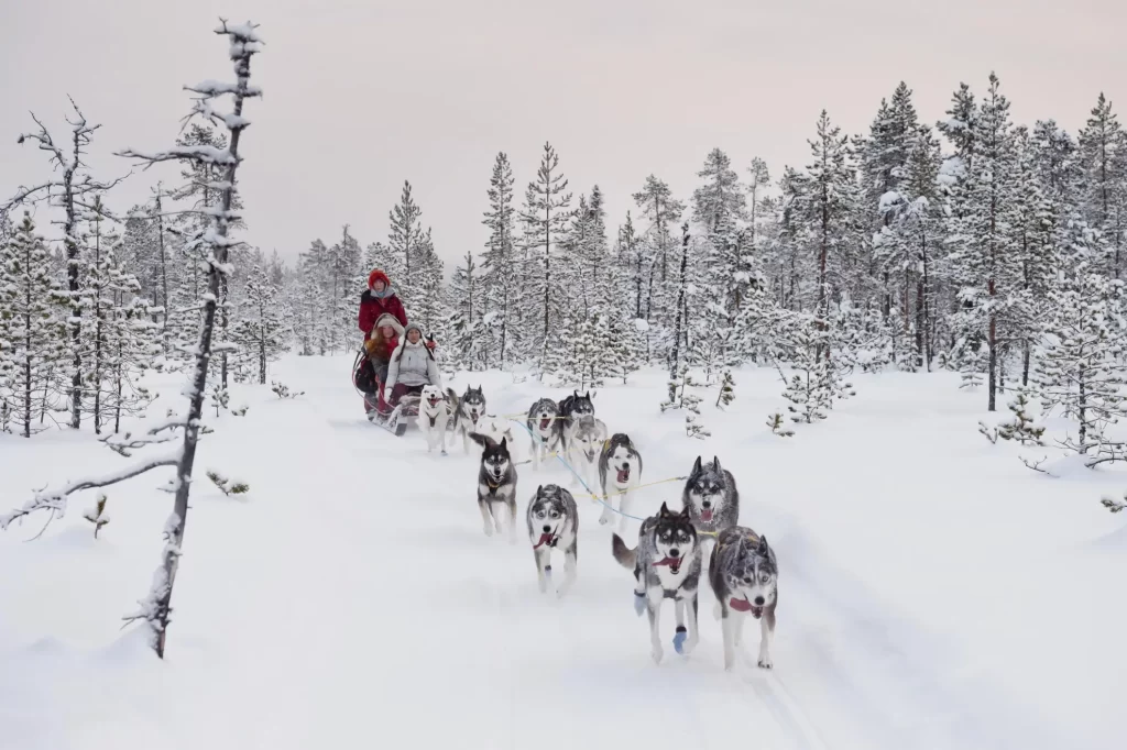 dog sledding in Mongolia