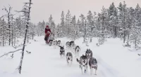 dog sledding in Mongolia